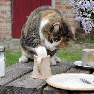 Meals für Naschkatzen