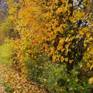 Garten Meals - Herbst