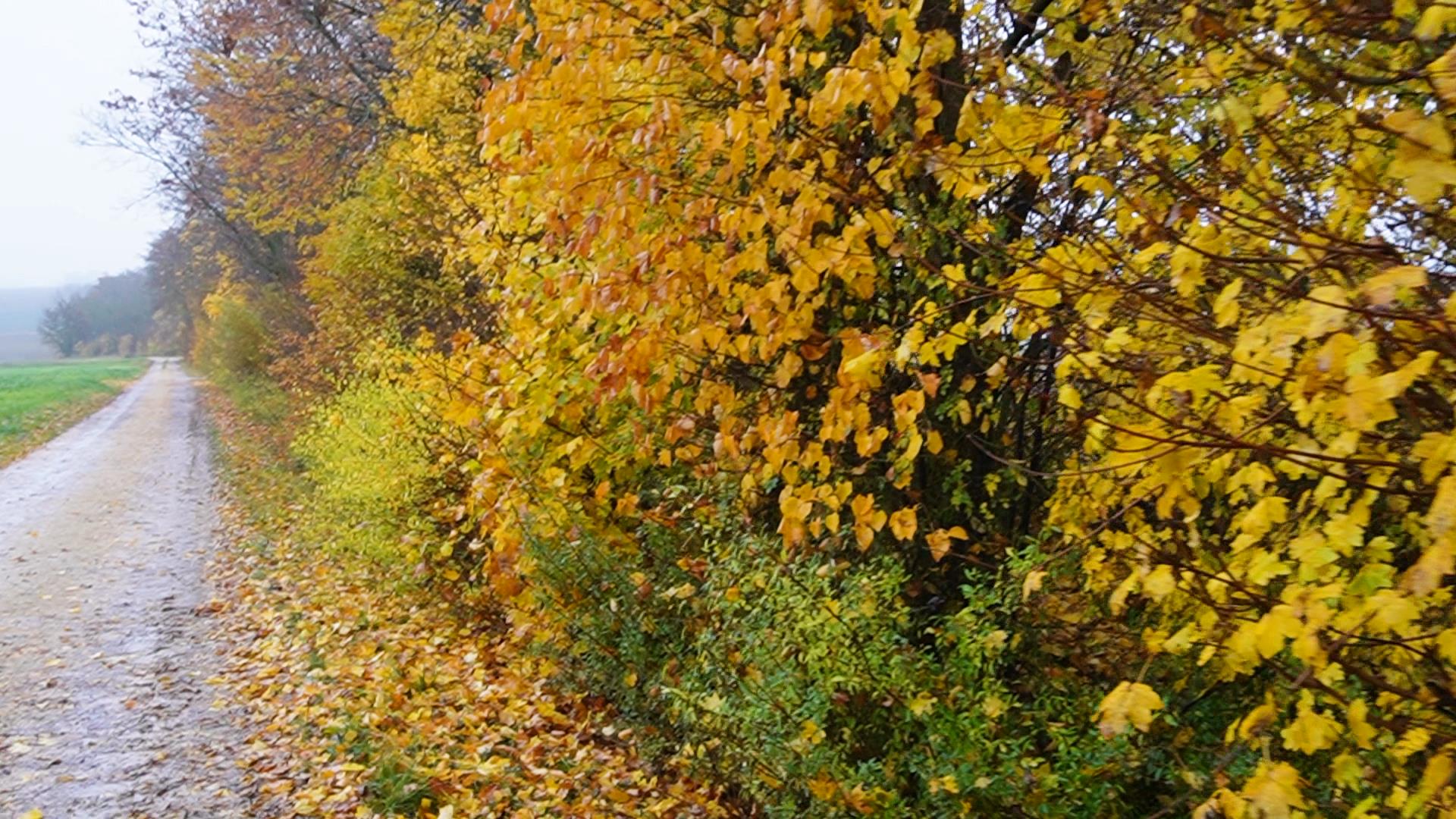 Garten Meals - Herbst